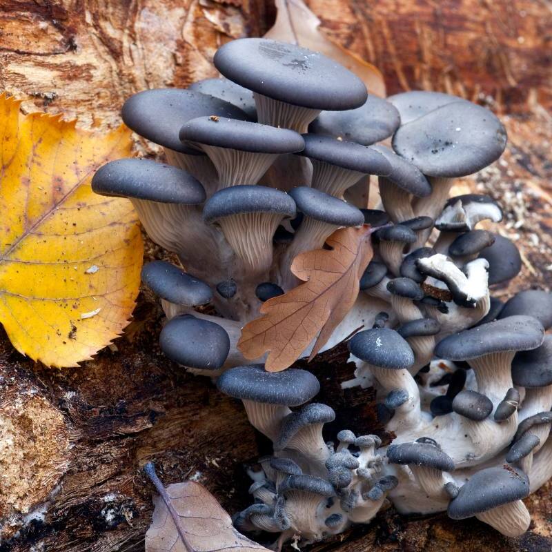 Blue Oyster: Produces large, deep blue or navy colored caps that are dense and meaty. Harvest when cap margins begin to turn upwards.