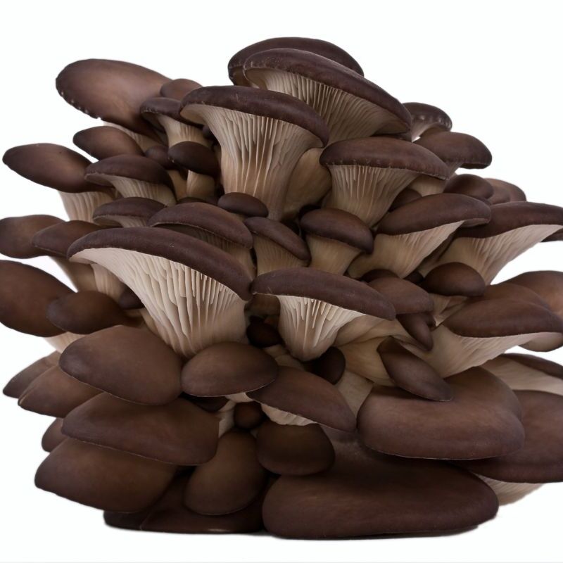 Black Pearl Oyster: Produces clusters of large, firm mushrooms with thick stems and dark grey or brown, mottled caps. Harvest when cap margins begin to turn upwards.
